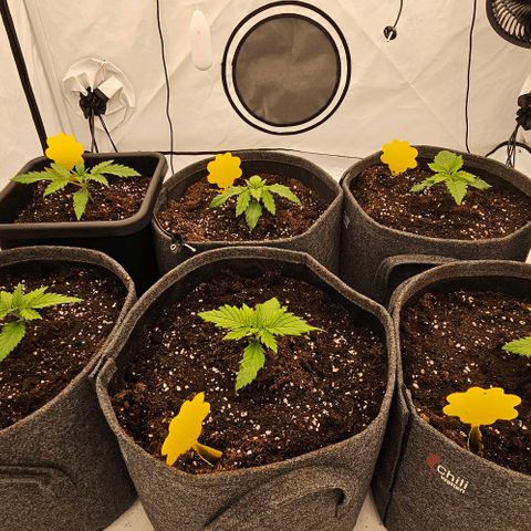 Passion Fruit / Royal Skywalker  growlog timeline photo