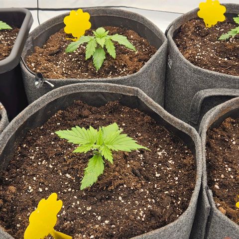 Passion Fruit / Royal Skywalker  growlog timeline photo