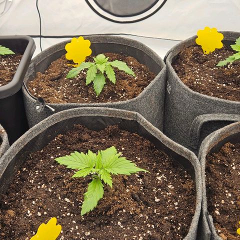 Passion Fruit / Royal Skywalker  growlog timeline photo