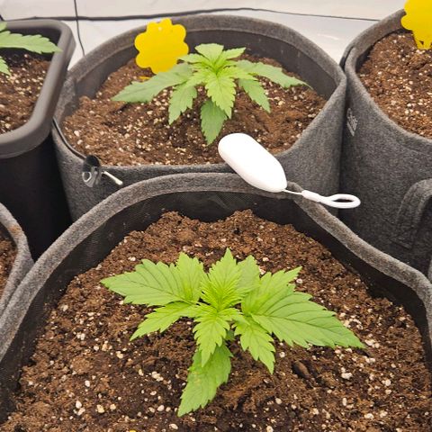 Passion Fruit / Royal Skywalker  growlog timeline photo