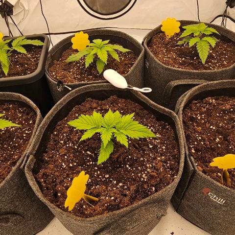 Passion Fruit / Royal Skywalker  growlog timeline photo