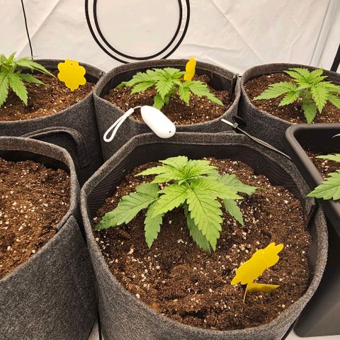 Passion Fruit / Royal Skywalker  growlog timeline photo