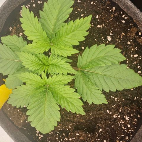 Passion Fruit / Royal Skywalker  growlog timeline photo