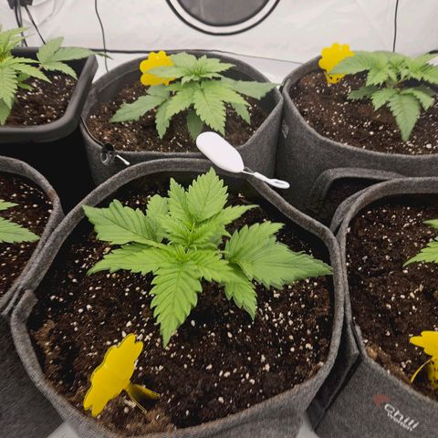 Passion Fruit / Royal Skywalker  growlog timeline photo