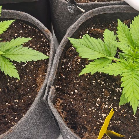 Passion Fruit / Royal Skywalker  growlog timeline photo