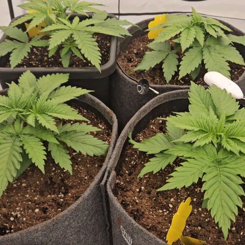 Passion Fruit / Royal Skywalker  growlog timeline photo