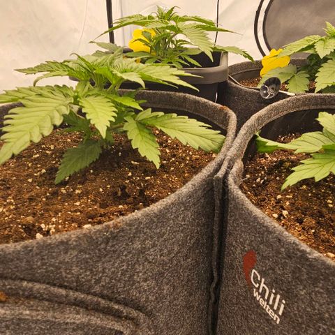 Passion Fruit / Royal Skywalker  growlog timeline photo