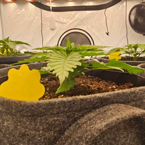 Passion Fruit / Royal Skywalker  growlog timeline photo