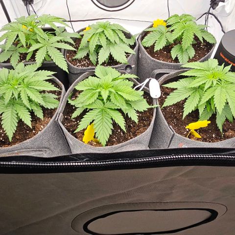 Passion Fruit / Royal Skywalker  growlog timeline photo
