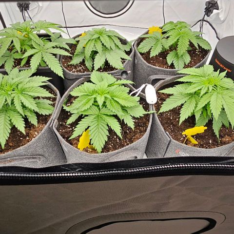 Passion Fruit / Royal Skywalker  growlog timeline photo