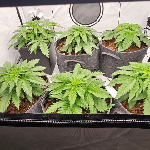 Passion Fruit / Royal Skywalker  growlog timeline photo