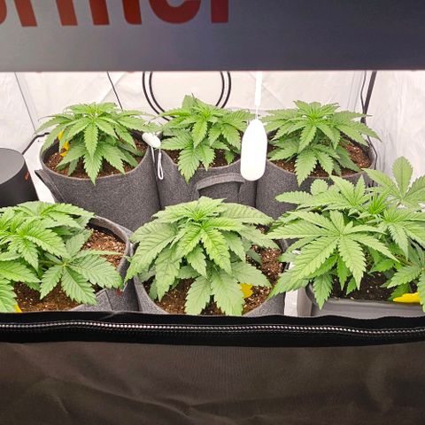 Passion Fruit / Royal Skywalker  growlog photo: Abends 