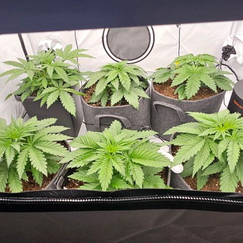 Passion Fruit / Royal Skywalker  growlog photo: Abends 