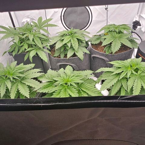 Passion Fruit / Royal Skywalker  growlog photo: Abends 