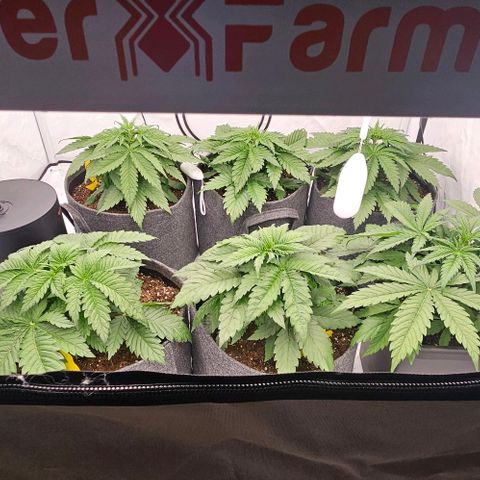 Passion Fruit / Royal Skywalker  growlog photo: Abends