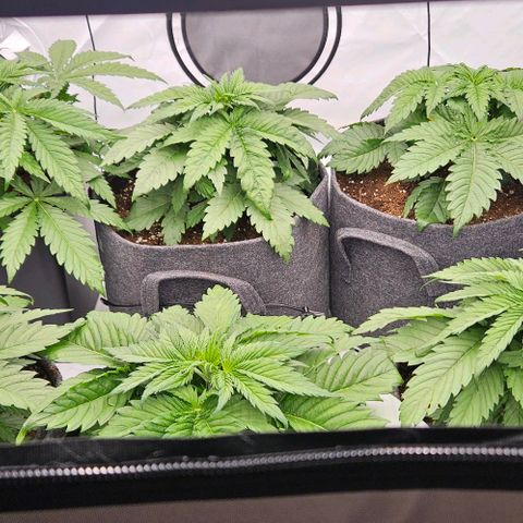 Passion Fruit / Royal Skywalker  growlog photo: Abends