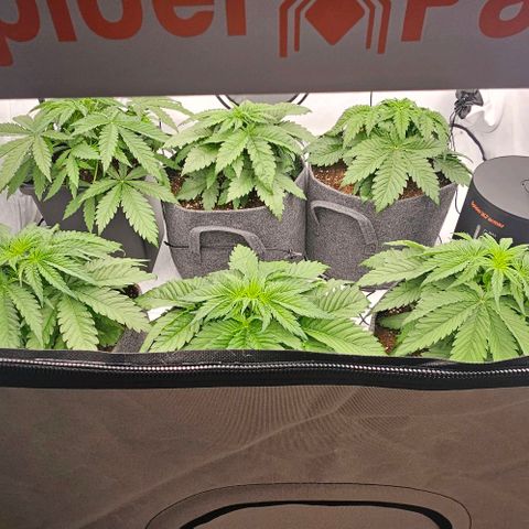 Passion Fruit / Royal Skywalker  growlog photo: Morgens 