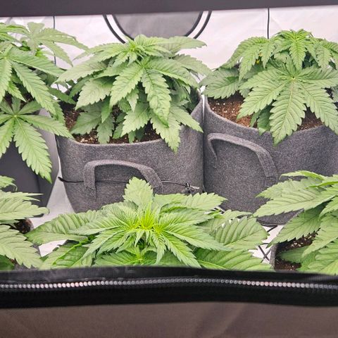 Passion Fruit / Royal Skywalker  growlog photo: Morgens 