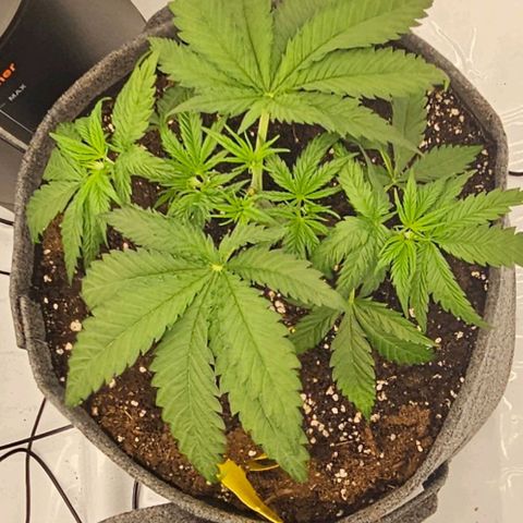 Passion Fruit / Royal Skywalker  growlog photo: Abends nach dem topping und dem zurückschneiden 