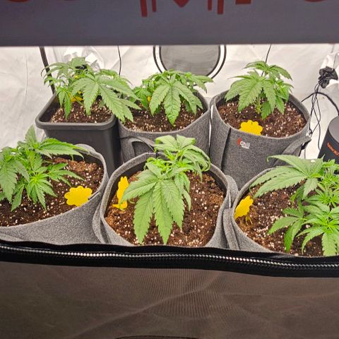 Passion Fruit / Royal Skywalker  growlog photo: Abends nach dem topping und dem zurückschneiden 