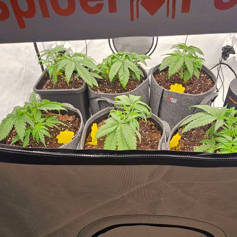 Passion Fruit / Royal Skywalker  growlog photo: Abends nach dem topping und dem zurückschneiden 