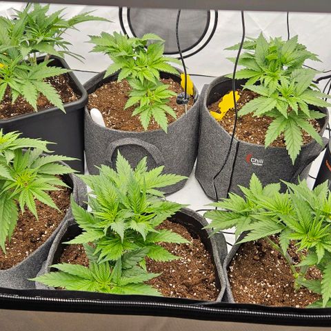 Passion Fruit / Royal Skywalker  growlog photo: Abends
