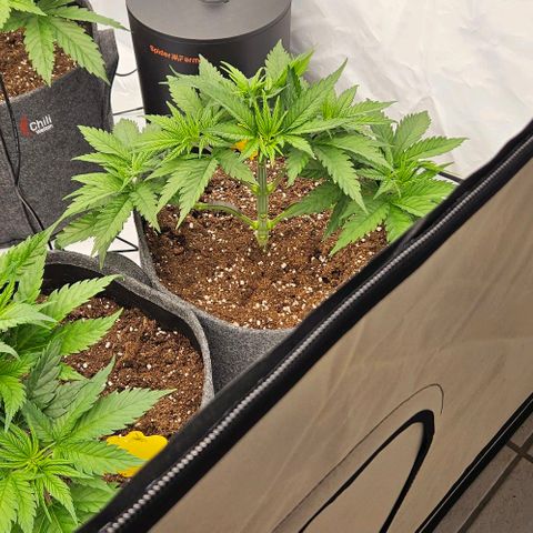 Passion Fruit / Royal Skywalker  growlog photo: Abends