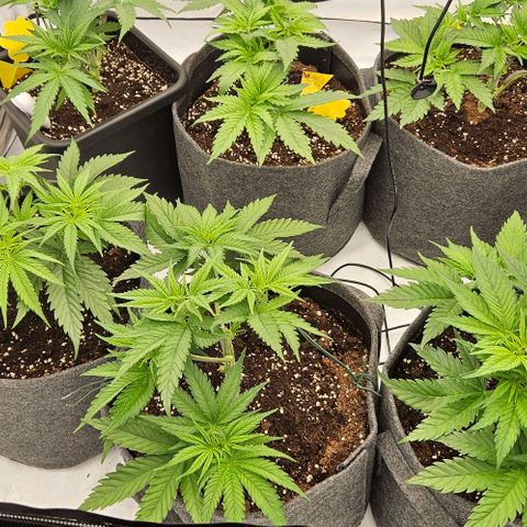 Passion Fruit / Royal Skywalker  growlog timeline photo
