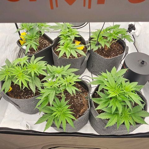Passion Fruit / Royal Skywalker  growlog timeline photo