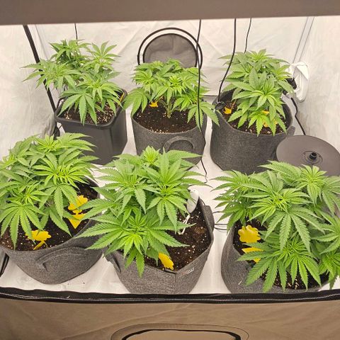 Passion Fruit / Royal Skywalker  growlog timeline photo