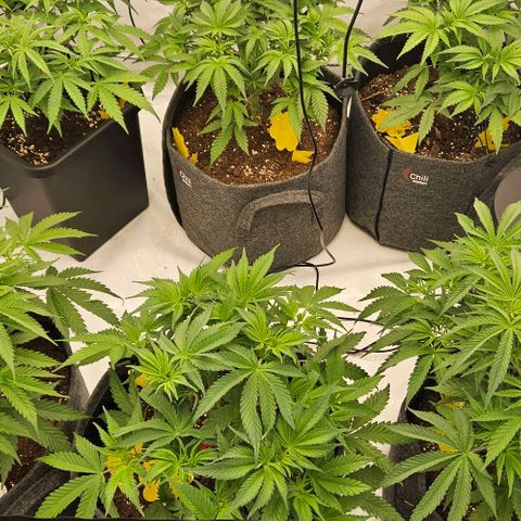 Passion Fruit / Royal Skywalker  growlog photo: 6:40