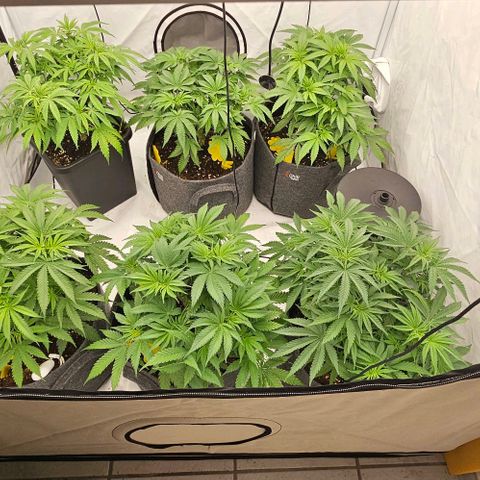 Passion Fruit / Royal Skywalker  growlog timeline photo