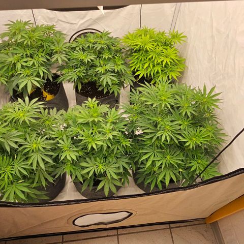 Passion Fruit / Royal Skywalker  growlog timeline photo