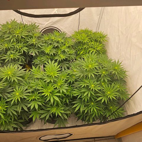 Passion Fruit / Royal Skywalker  growlog timeline photo