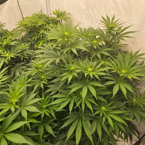 Passion Fruit / Royal Skywalker  growlog timeline photo