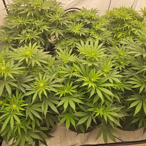 Passion Fruit / Royal Skywalker  growlog timeline photo