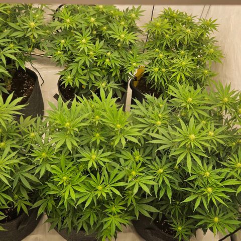 Passion Fruit / Royal Skywalker  growlog timeline photo