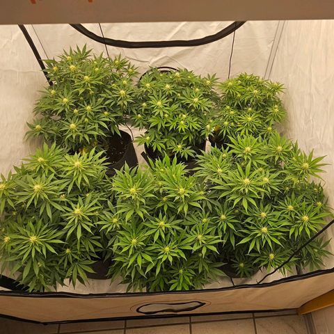 Passion Fruit / Royal Skywalker  growlog photo: ABENDS 