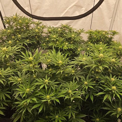 Passion Fruit / Royal Skywalker  growlog photo: ABENDS 