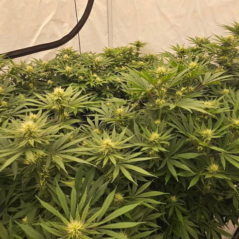 Passion Fruit / Royal Skywalker  growlog photo: Abends 