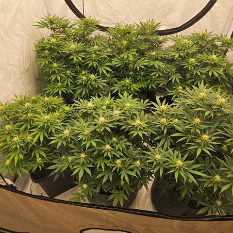 Passion Fruit / Royal Skywalker  growlog photo: Abends 