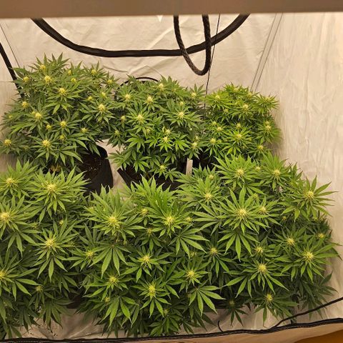 Passion Fruit / Royal Skywalker  growlog photo: Abends 