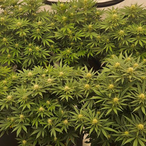 Passion Fruit / Royal Skywalker  growlog photo: Abends 