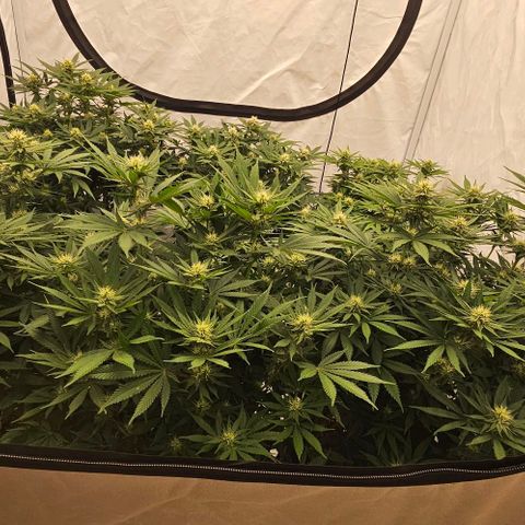 Passion Fruit / Royal Skywalker  growlog photo: Abends 