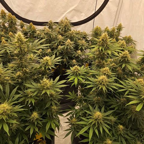 Passion Fruit / Royal Skywalker  growlog timeline photo