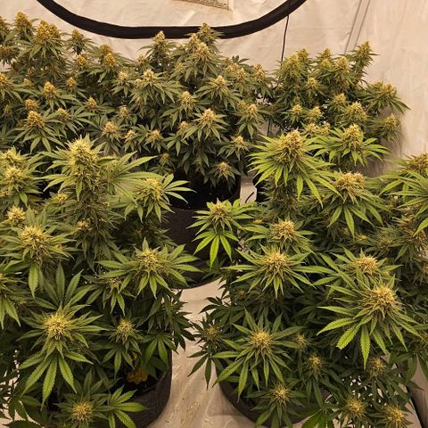 Passion Fruit / Royal Skywalker  growlog timeline photo