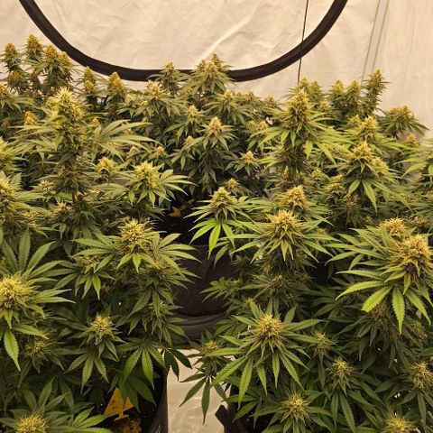 Passion Fruit / Royal Skywalker  growlog timeline photo