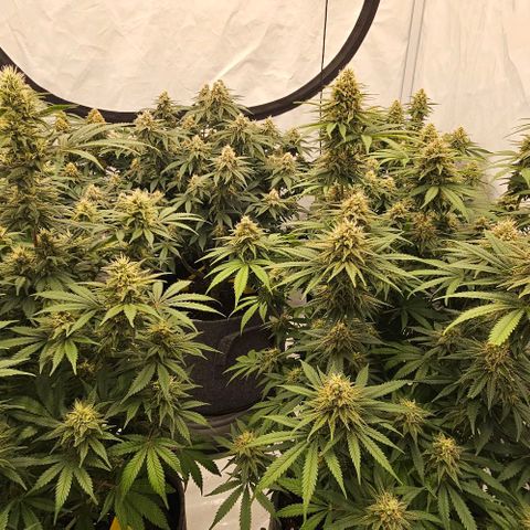 Passion Fruit / Royal Skywalker  growlog timeline photo