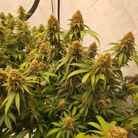 Passion Fruit / Royal Skywalker  growlog timeline photo