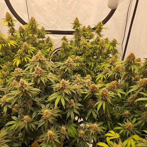 Passion Fruit / Royal Skywalker  growlog timeline photo